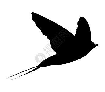燕子图标尾巴标识庇护所飞行羽毛天空荒野大肠杆菌艺术野生动物图片