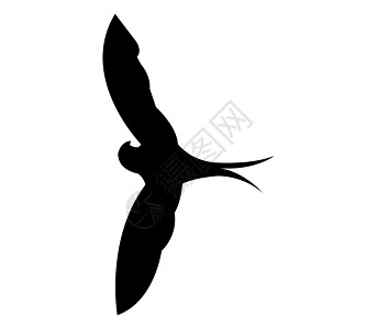 燕子图标生物羽毛大肠杆菌飞行插图翅膀野生动物标识动物尾巴图片