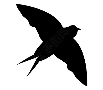 燕子图标尾巴大肠杆菌天空生物插图羽毛飞行荒野艺术航班图片