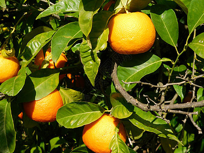 橙树果园橘子晴天生长果汁食物环境树林农民农作物图片