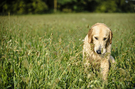 在高草丛中采集黄金的肖像地面猎犬宠物犬类草地黄色朋友场地小狗公园图片