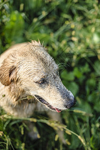 在高草丛中采集黄金的肖像幸福朋友犬类猎犬黄色场地地面绿色公园宠物图片