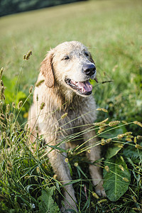 在高草丛中采集黄金的肖像公园小狗季节地面草地犬类猎犬朋友场地幸福图片