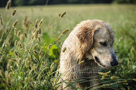 在高草丛中采集黄金的肖像公园草地犬类黄色小狗猎犬幸福绿色季节地面图片