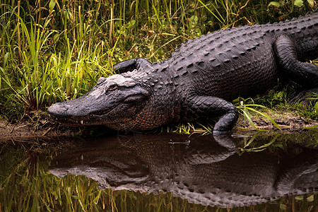 美国大型鳄鱼 鳄鱼喷射器误差池塘短吻鳄危险蜥蜴人沼泽蜥蜴爬虫公园湿地图片