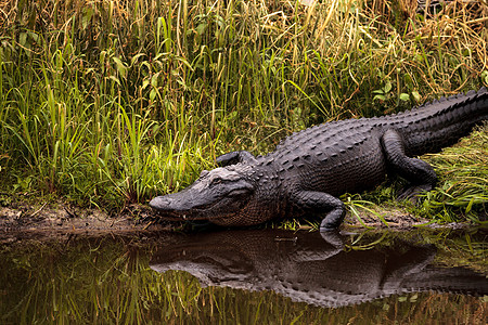 美国大型鳄鱼 鳄鱼喷射器误差公园沼泽蜥蜴人池塘湿地短吻鳄爬虫危险蜥蜴图片