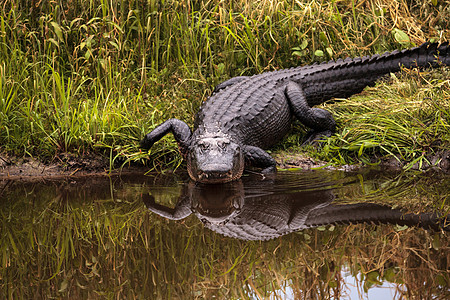 美国大型鳄鱼 鳄鱼喷射器误差公园蜥蜴人蜥蜴池塘湿地短吻鳄沼泽爬虫危险图片