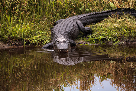 美国大型鳄鱼 鳄鱼喷射器误差公园危险短吻鳄爬虫蜥蜴沼泽蜥蜴人湿地池塘图片