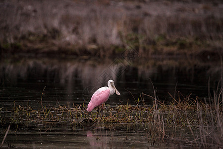 玫瑰汤匙水叮当鸟叫白拉塔莱亚阿贾雅沼泽水禽羽毛粉色池塘公园湿地动物野生动物粉红色图片