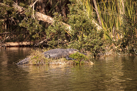 美国的鳄鱼喷射器 短吻鳄蜜蜂号 太阳本身在S上沼泽大蜥蜴蜥蜴人池塘荒野爬虫蜥蜴图片