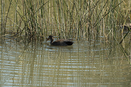 水鸟在池塘里游泳翅膀动物群鸟类鸭子野生动物环境羽毛水禽公园眼睛图片