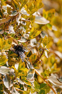 b 春天黄树上的大黄蜂图片