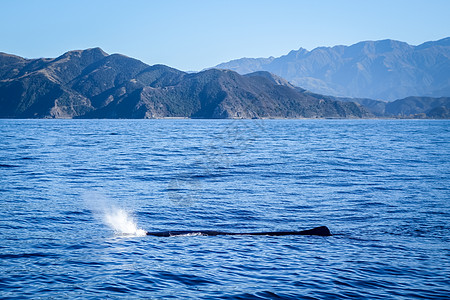 新西兰Kaikoura湾鲸鱼抹香鲸座头鲸野生动物海洋生物海上生活动物游泳尾巴哺乳动物捕食者图片