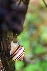 蜗牛爬树爬树的蜗牛背景