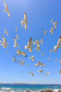 飞翔鸟成群的飞航海鸥阳光白色晴天蓝色天空植物群背景