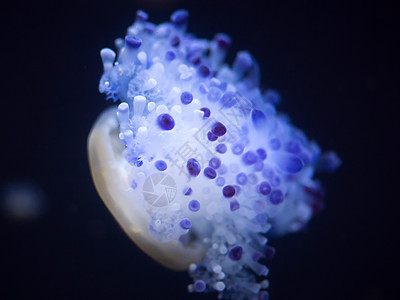 Crysaora水母鱼动物水族馆动物园褐藻食肉动物学海蜇海洋荨麻图片