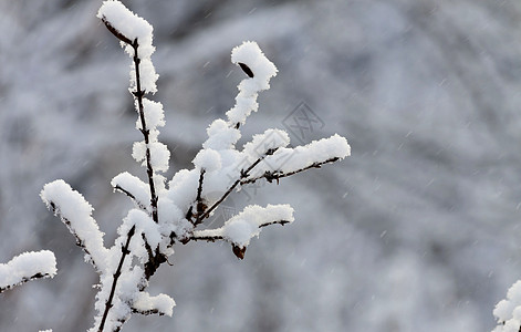 暴风雪期间 树枝上布满新鲜的雪天气温度环境木头森林植物降雪分支机构枝条季节图片