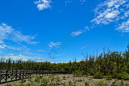 红树林中的木环桥气候旅行海岸蓝色植被海岸线红树林植物群海洋热带图片