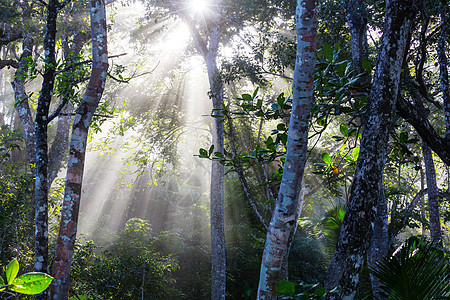 哥斯达黎加的丛林国家公园异国荒野植物藤蔓叶子天篷射线树木图片