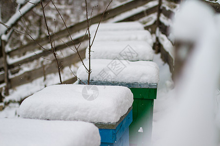 一对雪覆盖蜜蜂巢 冬天是阿皮亚里岛 冬季是蜂窝覆盖着雪木头蜂房季节气候蜂蜜天气场景养蜂业农场食物图片