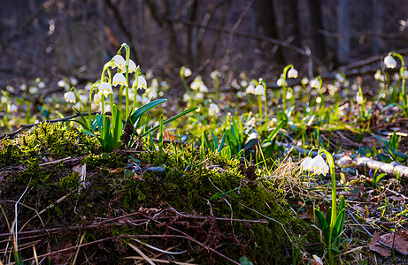 雪花 春天第一朵花伴奏森林季节投标气氛雪铃起源生长环境露珠图片