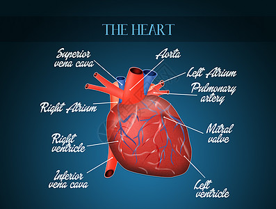 心脏图红外线系统图器官捐赠者心脏身体药品主动脉方案疾病中庭心室背景