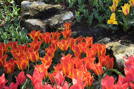 在荷兰 欧洲和荷兰的里塞的一个花园中的红色和黄色郁金香兰花库存晴天场地植物群公园水仙花玫瑰阳光植物图片