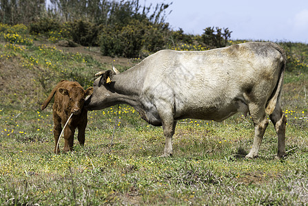 母牛和小牛母亲鼻子婴儿哺乳动物乡村农场绿色动物棕色家畜图片