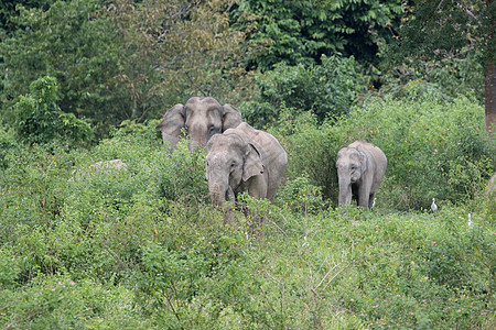 大象鼻子森林旅游高清图片