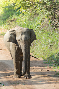 亚洲大象是亚西娅的五只大动物婴儿智力环境草原记录公园旅行野生动物森林动物图片