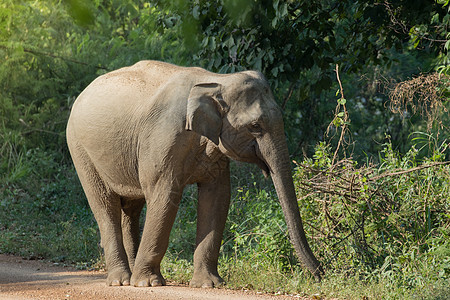 亚洲大象是亚西娅的五只大动物婴儿环境大耳朵智力哺乳动物森林旅行旅游动物丛林图片