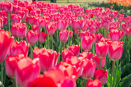 明亮的粉红红色郁金香 在春花园上盛开思考高清图片素材
