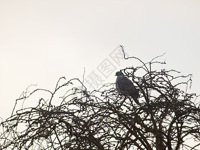 白天紧闭着白色的天空 坐在树旁的鸽子上木头植物自由蓝色羽毛森林蝙蝠航班荒野公园图片