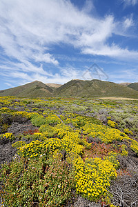 花朵上黄色天空蓝色风景岩石海岸海岸线旅行海洋绿色图片