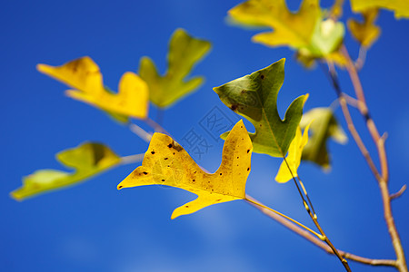 秋天的图利普树图片