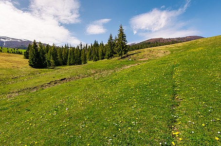 山上有花草和草原海拔林地风景环境木头驼峰花瓣公园地毯野木图片