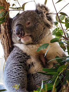 可爱的澳洲困睡koala熊绿色叶子荒野动物婴儿桉树动物园毛皮野生动物哺乳动物图片