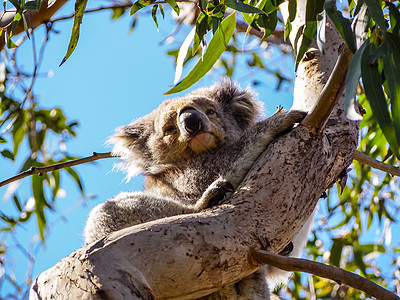 可爱的澳洲困睡koala熊婴儿动物绿色毛皮动物园叶子睡眠荒野桉树哺乳动物图片