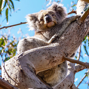 可爱的澳洲困睡koala熊动物野生动物叶子绿色桉树毛皮动物园哺乳动物睡眠婴儿图片