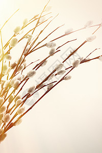 在白色背景上隔离的柳树枝和花束季节植物植物学枝条植物群分支机构柳树宏观树枝庆典图片