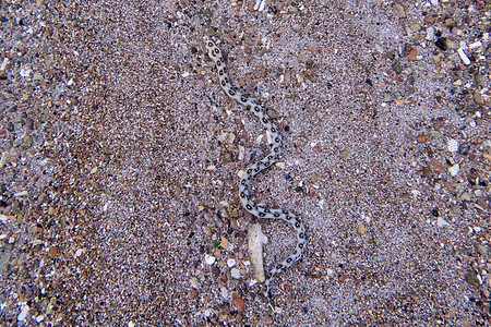 伪装在水下沙子中的金鳗图片
