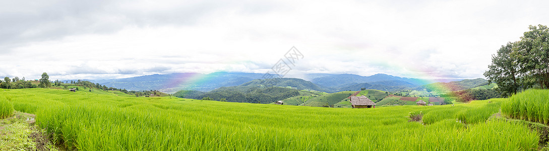美丽的绿稻田 蓝天空和彩虹在Moun高清图片