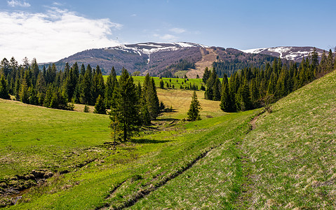 森林密林的山地风景环境爬坡丘陵山坡木头海拔地区针叶土地山脊图片