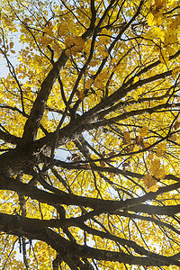 秋季树上的多彩叶底部视图 G植物季节公园金子天空蓝色树干木头森林太阳图片