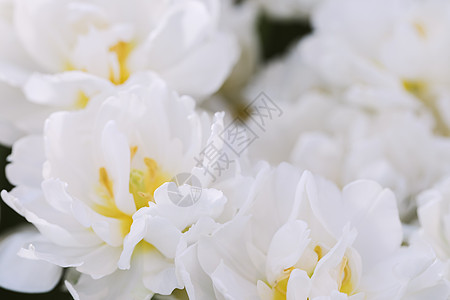 闪亮的布鲁克林白色郁金香 选择性焦点 春明信片背景概念图片