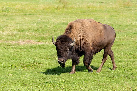 美国野牛Bison 野牛只是水牛奶牛配种场地峡谷牧场草地顶层哺乳动物野生动物荒野图片