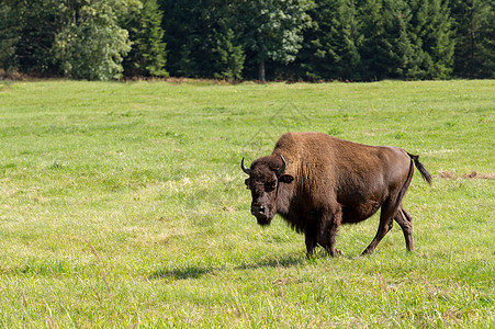美国野牛Bison 野牛只是水牛动物峡谷奶牛场地国家车站顶层牧场哺乳动物男性图片