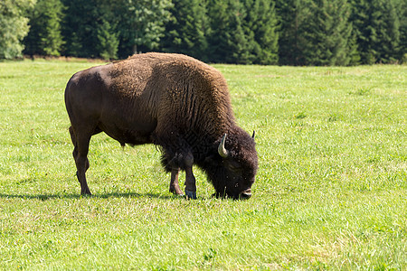 美国野牛Bison 野牛只是水牛场地荒野公园国家顶层野生动物奶牛峡谷毛皮男性图片