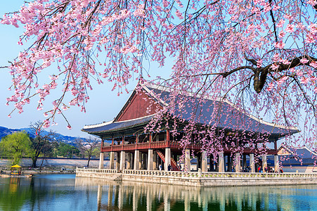 韩国首尔 京博金贡宫春开樱花季节水果植物学植物群地标压痛城市花园公园节日图片