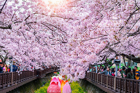 春天的樱花 镇海郡行节是韩国最大的樱花节季节节日植物群地标城市植物学压痛公园花园水果图片